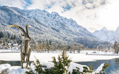 MDPM Celje – NOVOLETNE POČITNICE V KRANJSKI GORI 2024